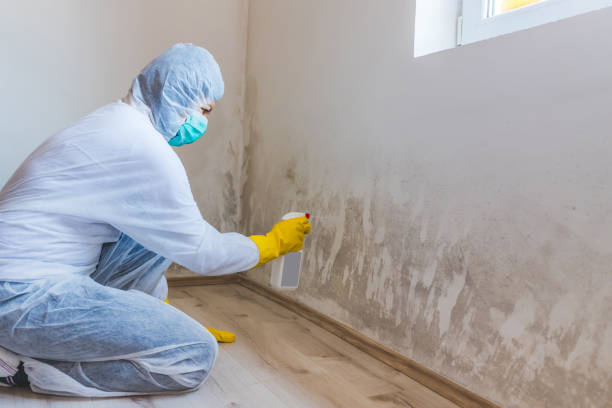 Licensed Mold Testing service in Wauconda, IL - WQB Mold Removal