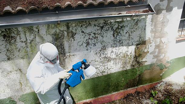 Top rated local Mold Testing specialists in Wauconda, IL